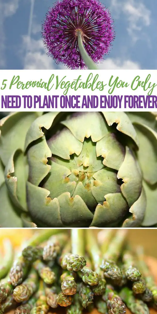 5-Perennial-Vegetables-You-Only-Need-To-Plant-Once-and ...